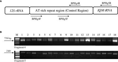 Polymorphisms in the hypervariable control region of the mitochondrial DNA differentiate BPH populations
